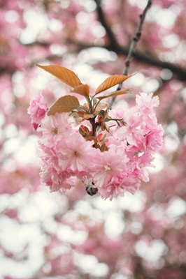 Kirsebærblomst