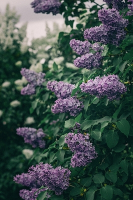 Lilac busk