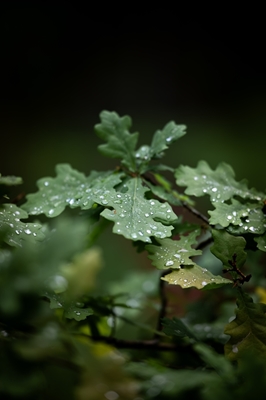 Dubové listy po dešti