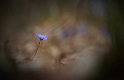 Lonely hepatica in the forest