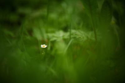Yksinäinen metsämansikan kukka metsässä