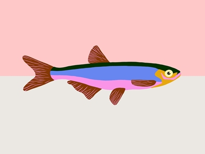Färgglada fisken