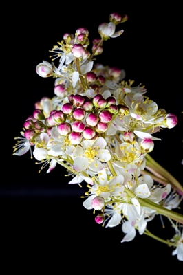 Bridal bread - an old flower