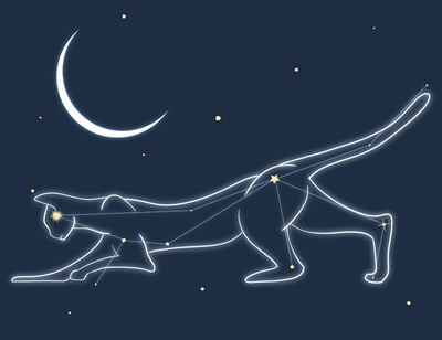 Cat in the night sky