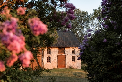 Lilacs on Gotland