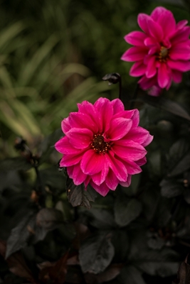 Roze bloem