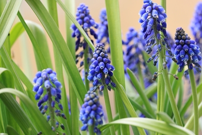 Blaue Perlhyazinthen im Frühling