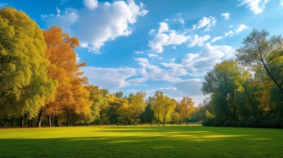 landscape meadow and trees