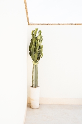 Cactus Plant on White