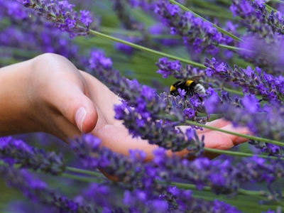 Bumblebee & the helping hand