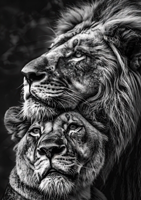 Par løver