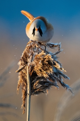 Bearded reedling in the top