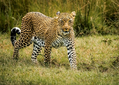 Leopardess Saba