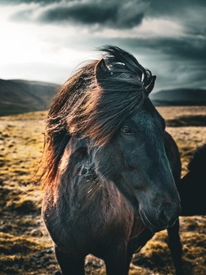 Black Queen Iceland horse
