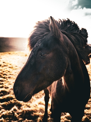 Cavalo islandês à luz de fundo