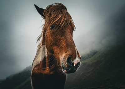 Islandský portrét koně
