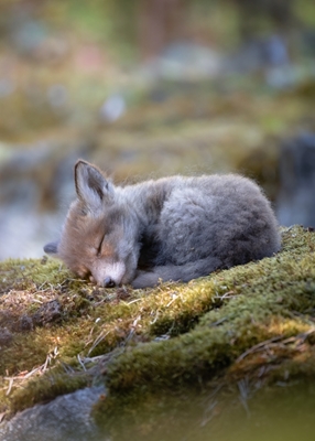 Schlafende Fuchsjunge