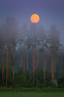 Setting moon over the forest