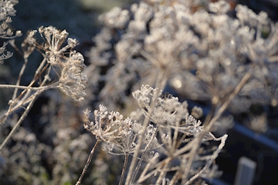 Frostige Apiaceae