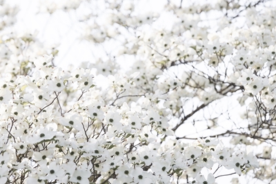 Hvidt forårstræ 1