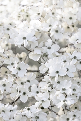 Hvidt forårstræ 6