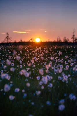 Cotton Grass And Sunset