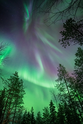 Auroras boreales y bosque