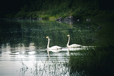 Swans swimming in the evening