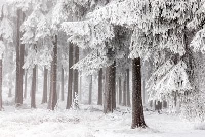 Floresta de Inverno 3