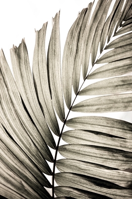 Folhas de palmeira 22
