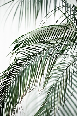 Feuilles de palmier 21 