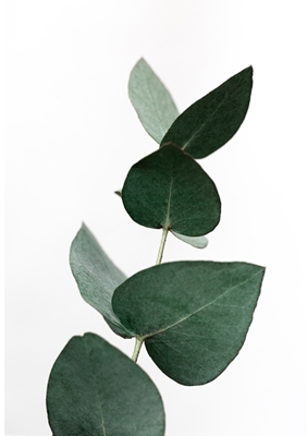 Eukalyptus 4