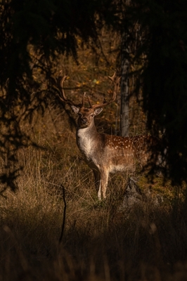 Fallow deer in the forrest