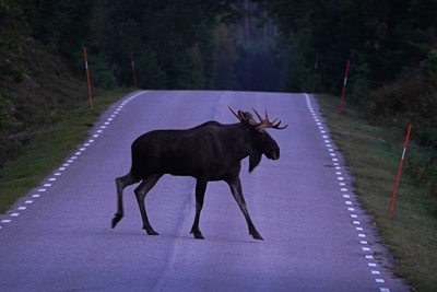 Łoś przejeżdża przez drogę w Szwecji