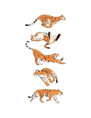 Tigres rapides