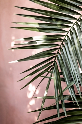 Folhas de palmeira 23