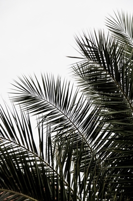 Liście palmowe 3
