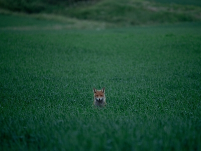En ræv på en mark 