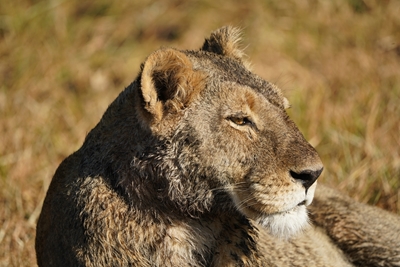 Lioness covered in mud