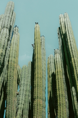 Botanisk kaktus oase Spanien