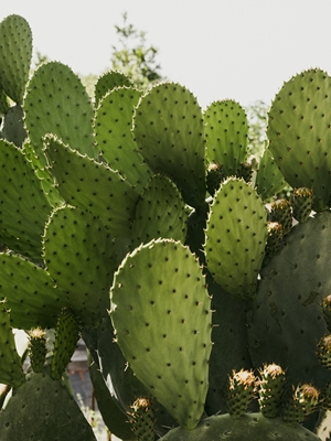 Kaktus w Vibo Valentia Włochy