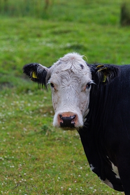 A bull calf on the meadows