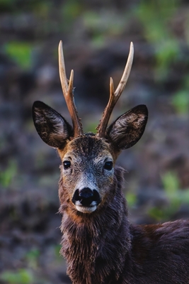 Roe deer in profile.