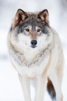Majestuoso lobo en invierno