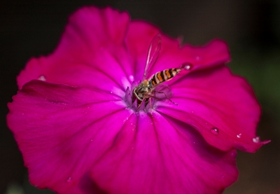 The hoverfly and the petunia