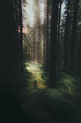 Morgen im Wald