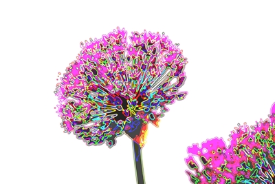 Blühende Riesenzwiebel, Allium