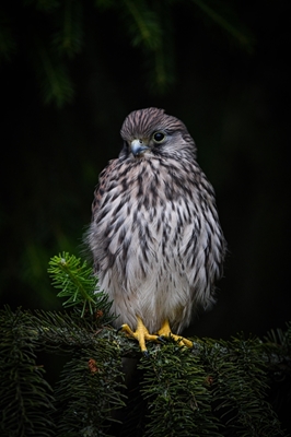 Little baby falcon