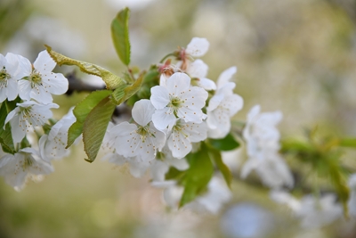 Třešňové květy na jaře