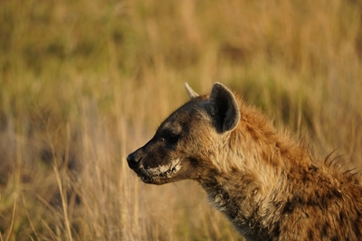 Bottenetende hyena